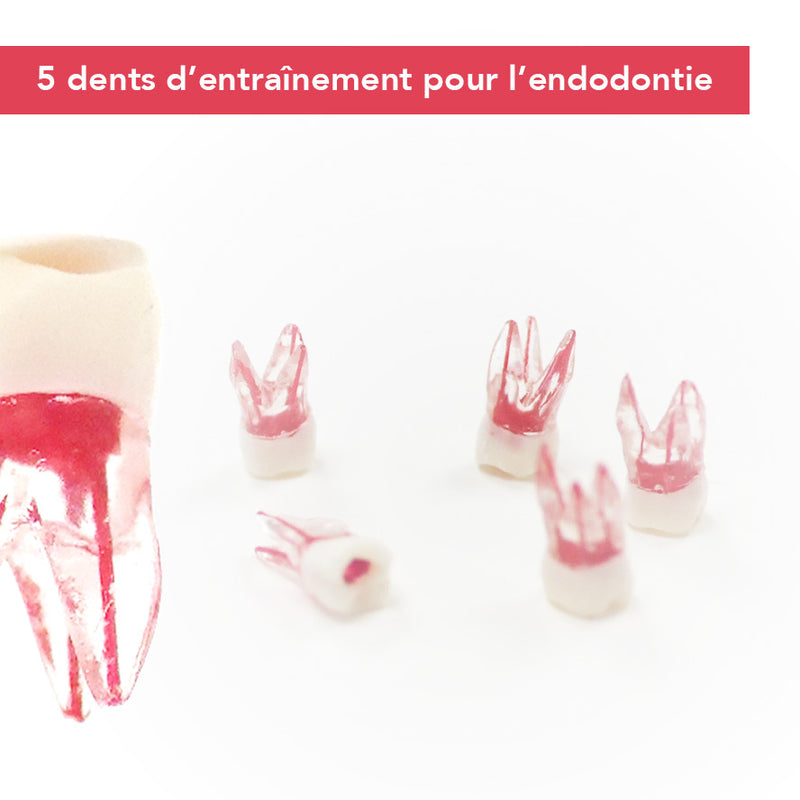 Dents endodontie d’entraînement - Lot de 5 - Safe Implant